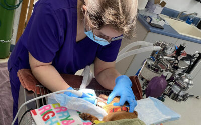 Oregon Coast Humane Society Hosts SPAY-PAWLOOZA, Serves Over 140 Animals