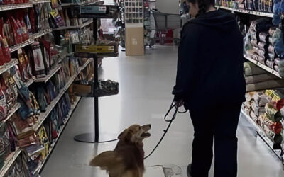 The Importance of Positive Reinforcement Training