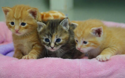 Bringing Home a New Kitten: How to Help Them Feel Safe and Meet Your Other Pets